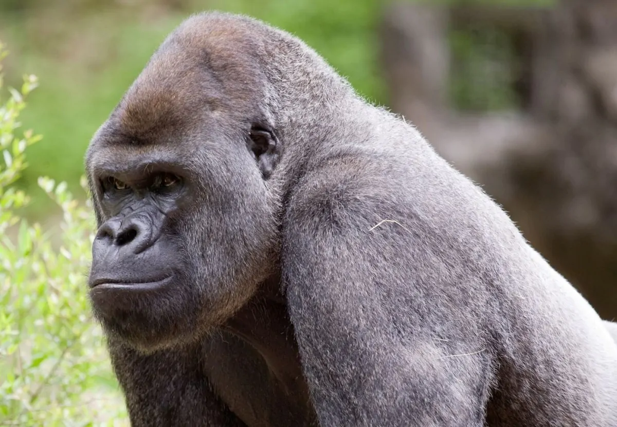 Ozzie, il gorilla positivo monitorato particolarmente perché anziano