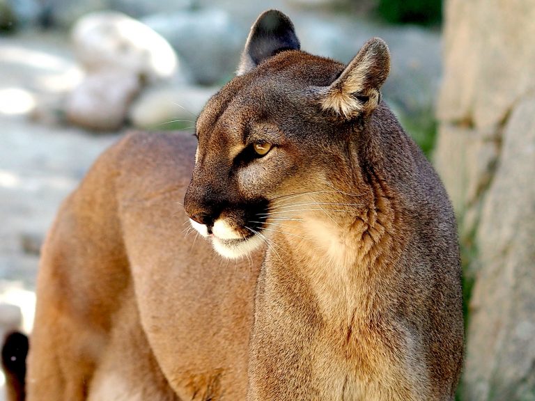Puma attacca bimbo
