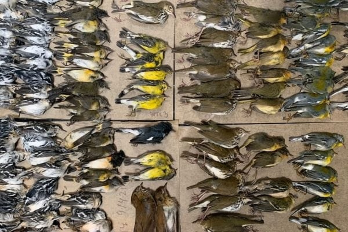 Alcuni degli uccelli morti a New York