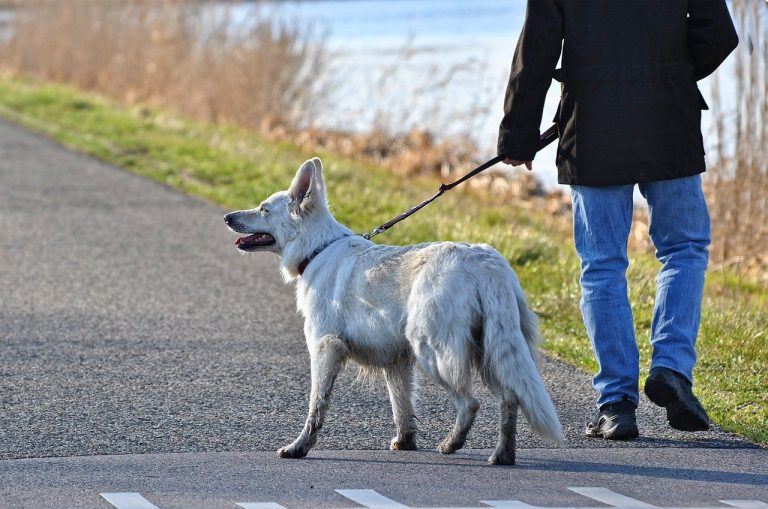 "Porto il cane a spasso", invece va dall'amante: moglie lo scopre proprio grazie all'amico a 4 zampe
