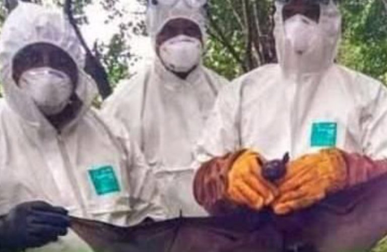 Virus Nipah in India