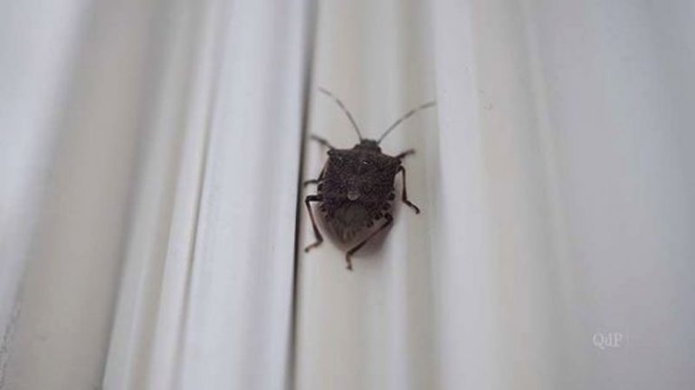 cimice asiatica