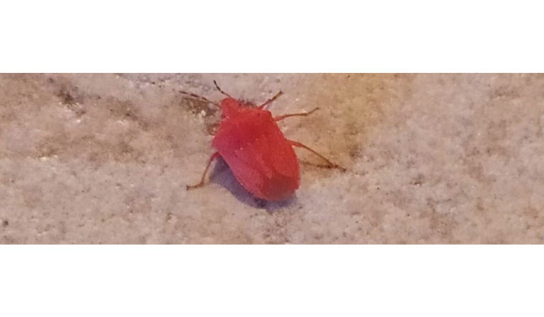 cimici rosse