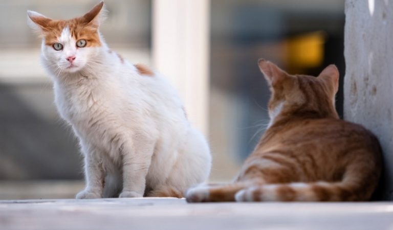 gatti scomparsi Parma