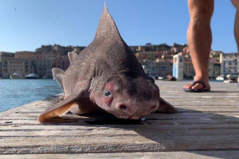 isola d'elba pesce porco