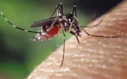 La zanzara giapponese arriva in Italia