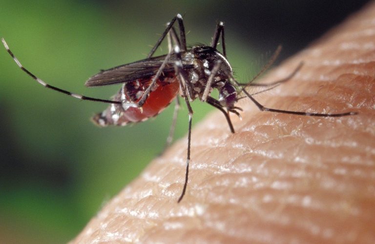 La zanzara giapponese arriva in Italia
