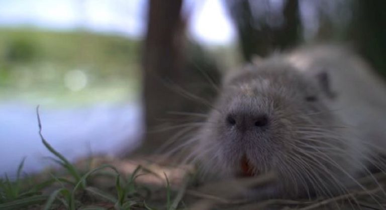 nutria