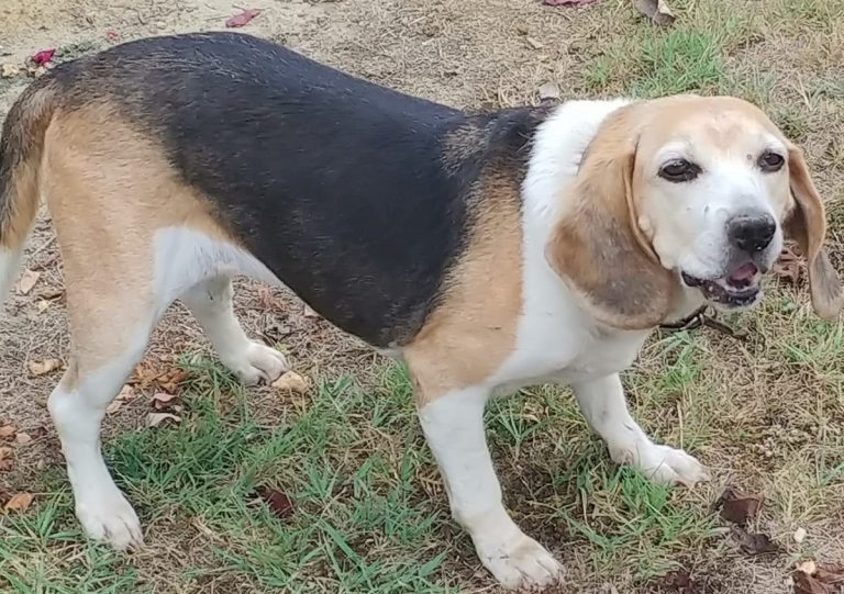 La cagnolina Birba