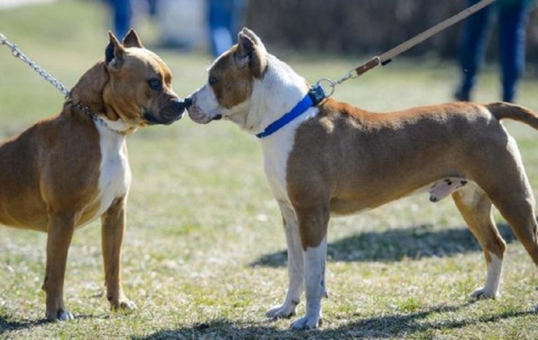 Donna muore sbranata dai cani a Sassuolo