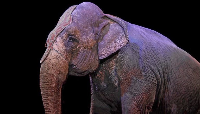 Elefante