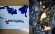 Russia, fermato gatto narcotrafficante