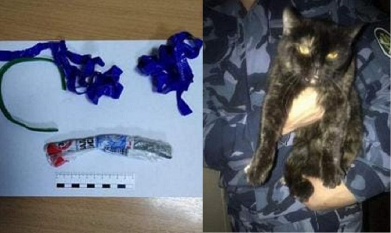 Russia, fermato gatto narcotrafficante