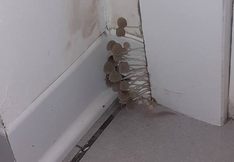 I finghi cresciuti nelle abitazioni