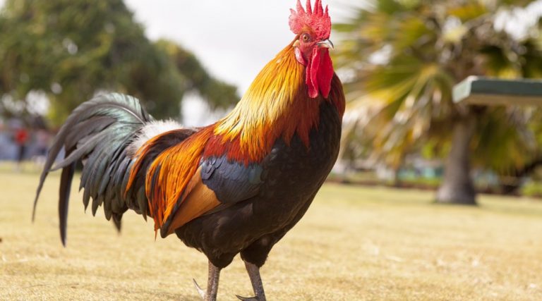 Gallo