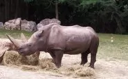 Morto rinoceronte nonno Toby