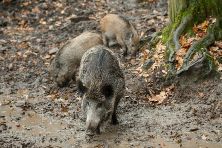 nuoto cinghiale