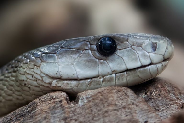 Serpente asilo di Latina