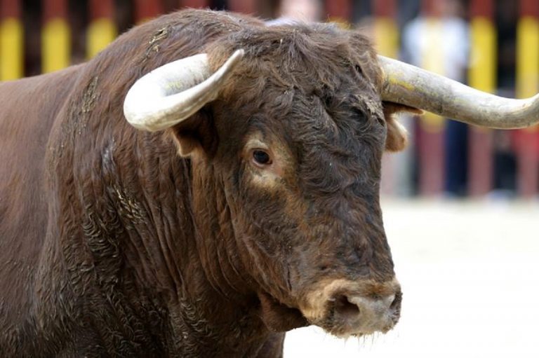 Un toro a spasso sulla Laurentina