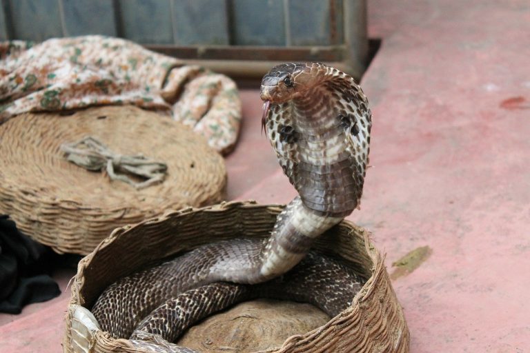 Uccide la moglie mettendo un cobra nel letto: voleva la ricca eredità della donna
