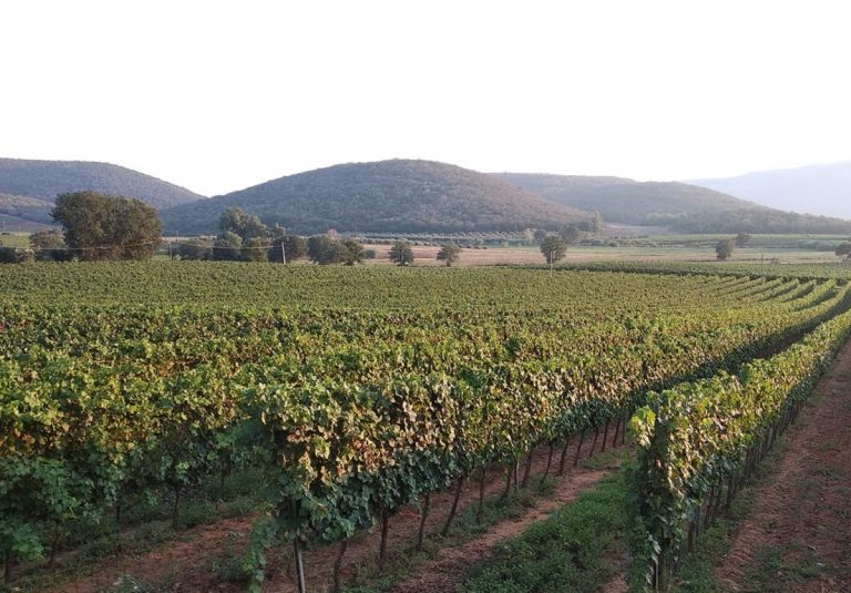 Focolaio covid in un'azienda vitivinicola