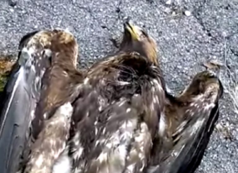 L'esemplare ucciso