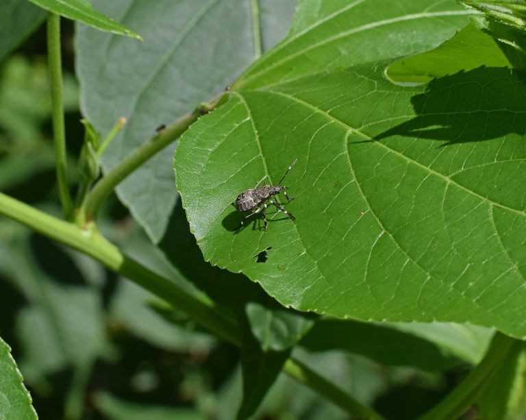Cimice asiatica: come eliminarla in autunno