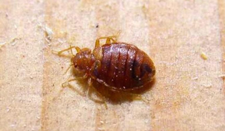 cimice del letto