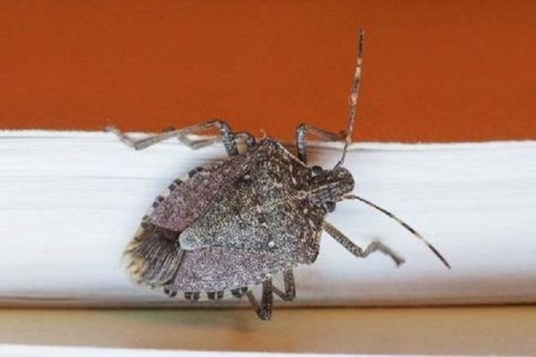 cimici infestanti