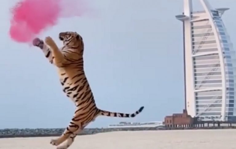 coppia sesso nascituro tigre