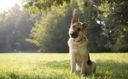 Ora sappiamo perché i cani inclinano la testa di lato