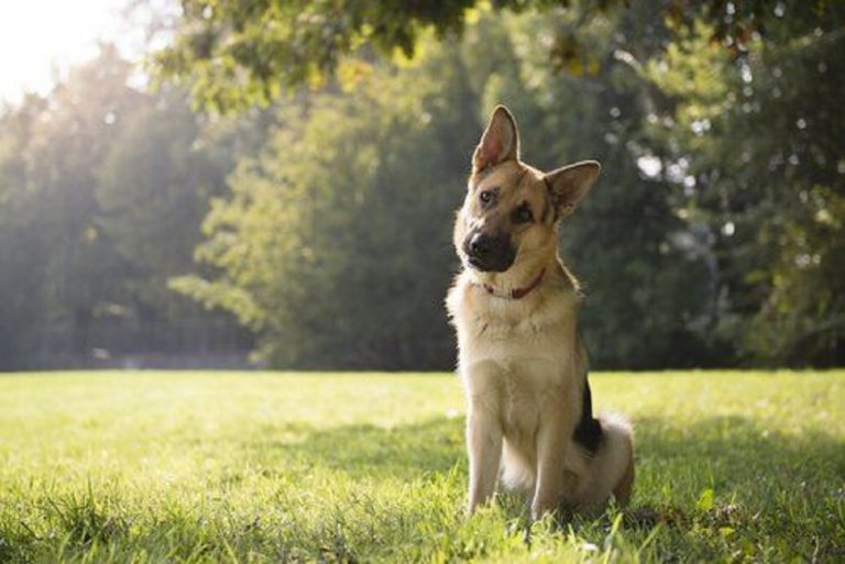 Ora sappiamo perché i cani inclinano la testa di lato