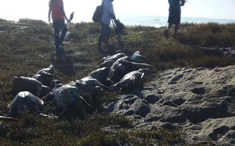 Le carcasse delle povere tartarughe