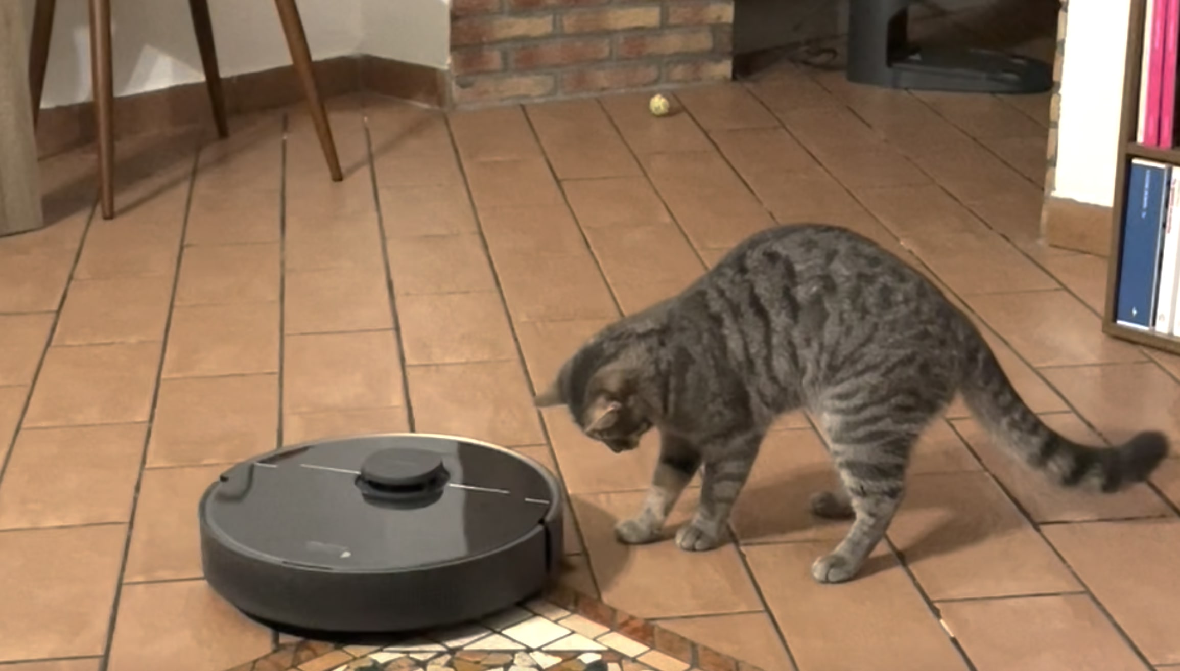 Dreame Z10 Pro, il miglior robot aspirapolvere per pulire casa e far  divertire il tuo gatto