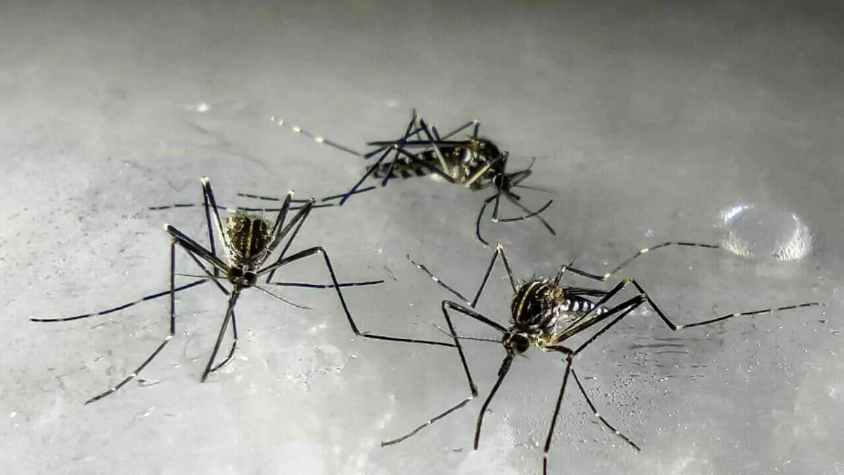 zanzare coreane