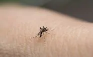 zanzare in autunno