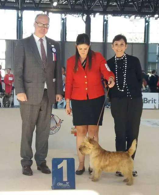 E' italiano il cane più bello del mondo, si chiama Glen