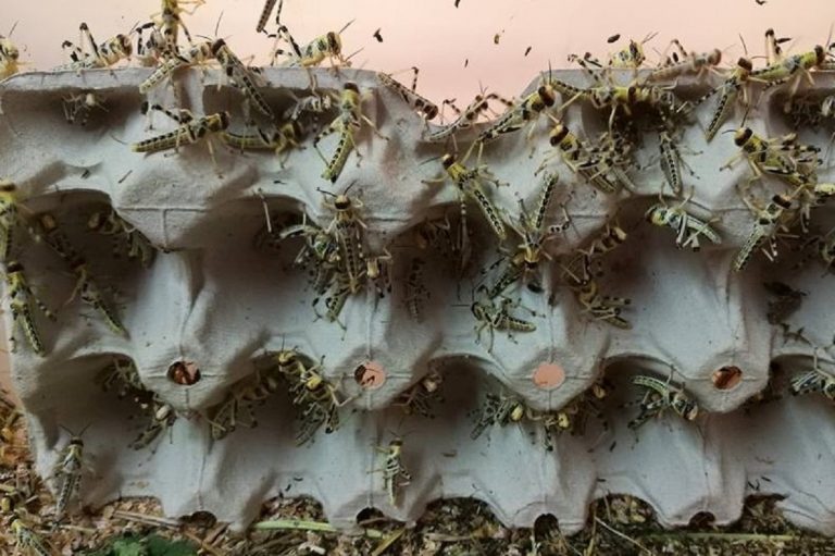 Cavallette "autorizzate" a diventare cibo dall'Ue