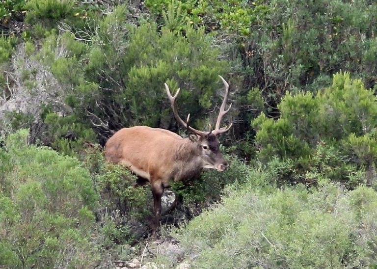 Un cervo (l'esemplare in foto è di una sottospecie)
