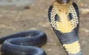 Un esemplare di cobra reale