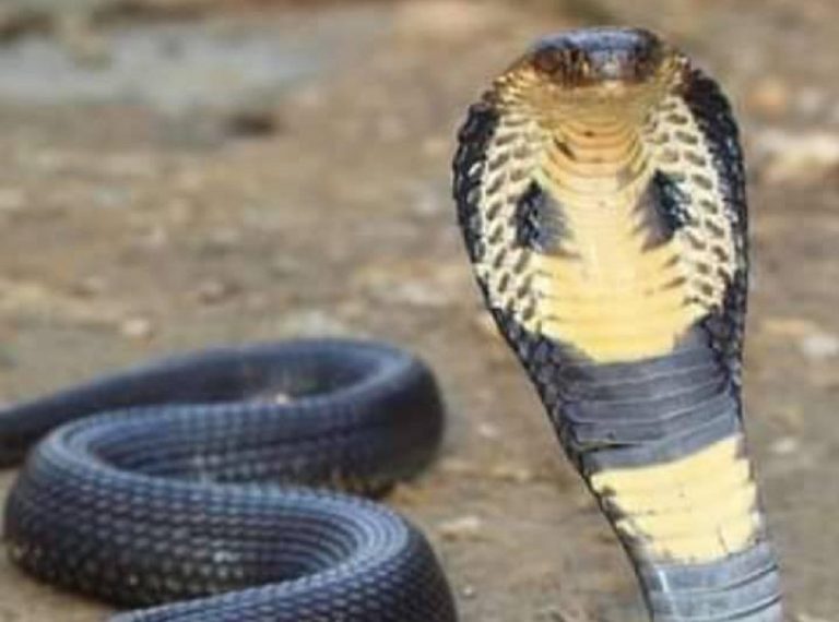 Un esemplare di cobra reale