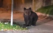 Cucciolo di orso a Gorizia