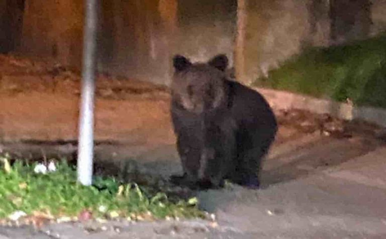 Cucciolo di orso a Gorizia