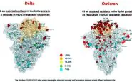 Le due immagini comparate delle spike di Delta ed Omicron