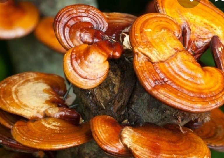 Micoterapia per un medico no vax
