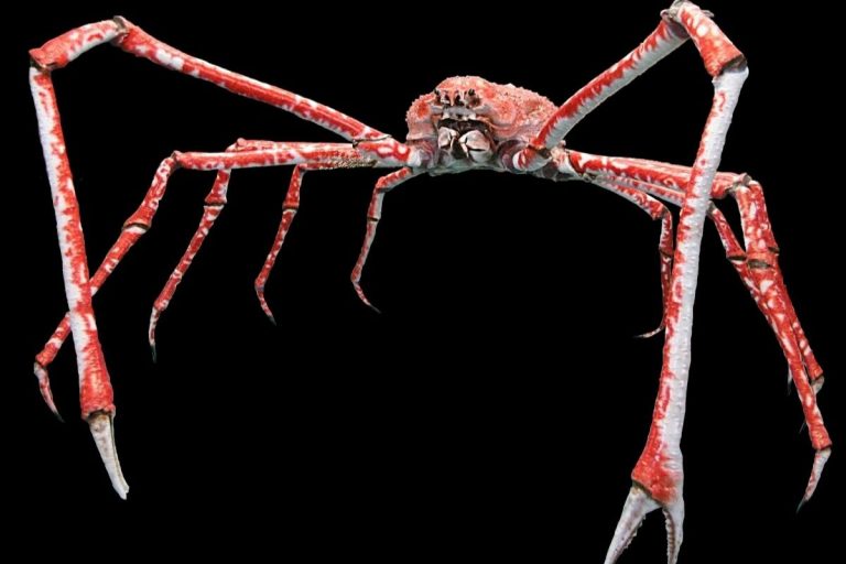 Giappone granchio gigante venduto
