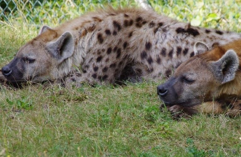 Ngozi e Kibo allo zoo di Denver