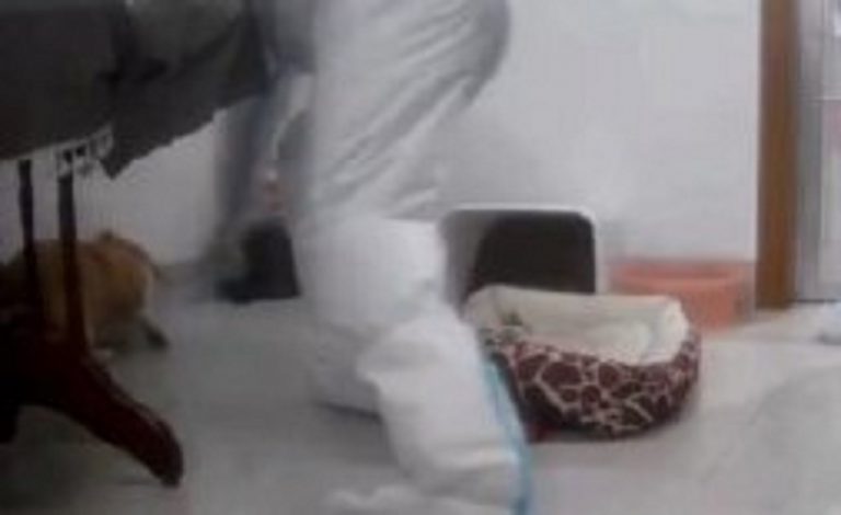 Un frame dell'uccisione del cane a Shangrao