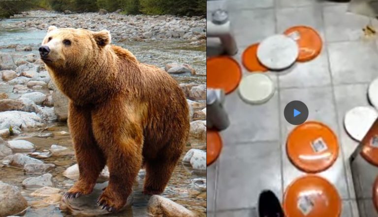 Orso