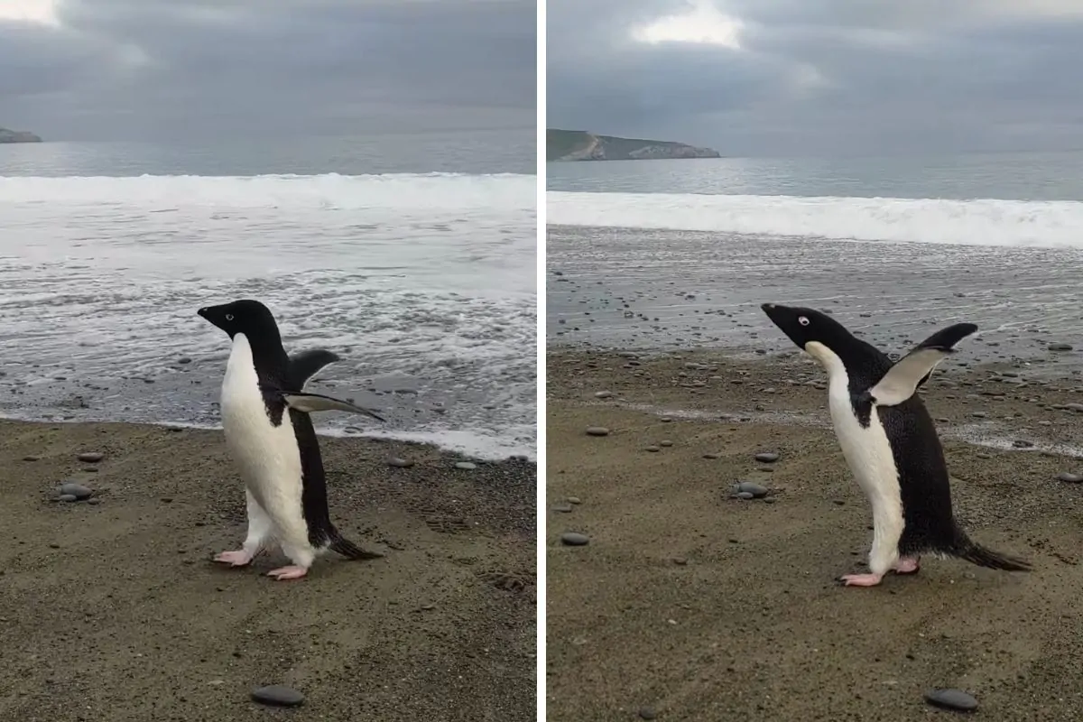 Pinguino arriva Nuova Zelanda
